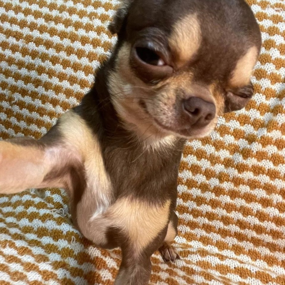 Meet your Posher, Felix